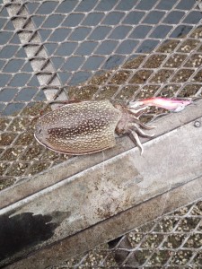 ☆イカのシーズン到来☆