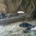 動物園ｐａｒｔ2！！！