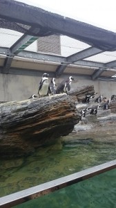 水族館パート１